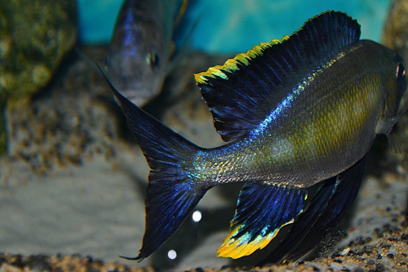 Cyathopharynx sp. 'furcifer north' Magara